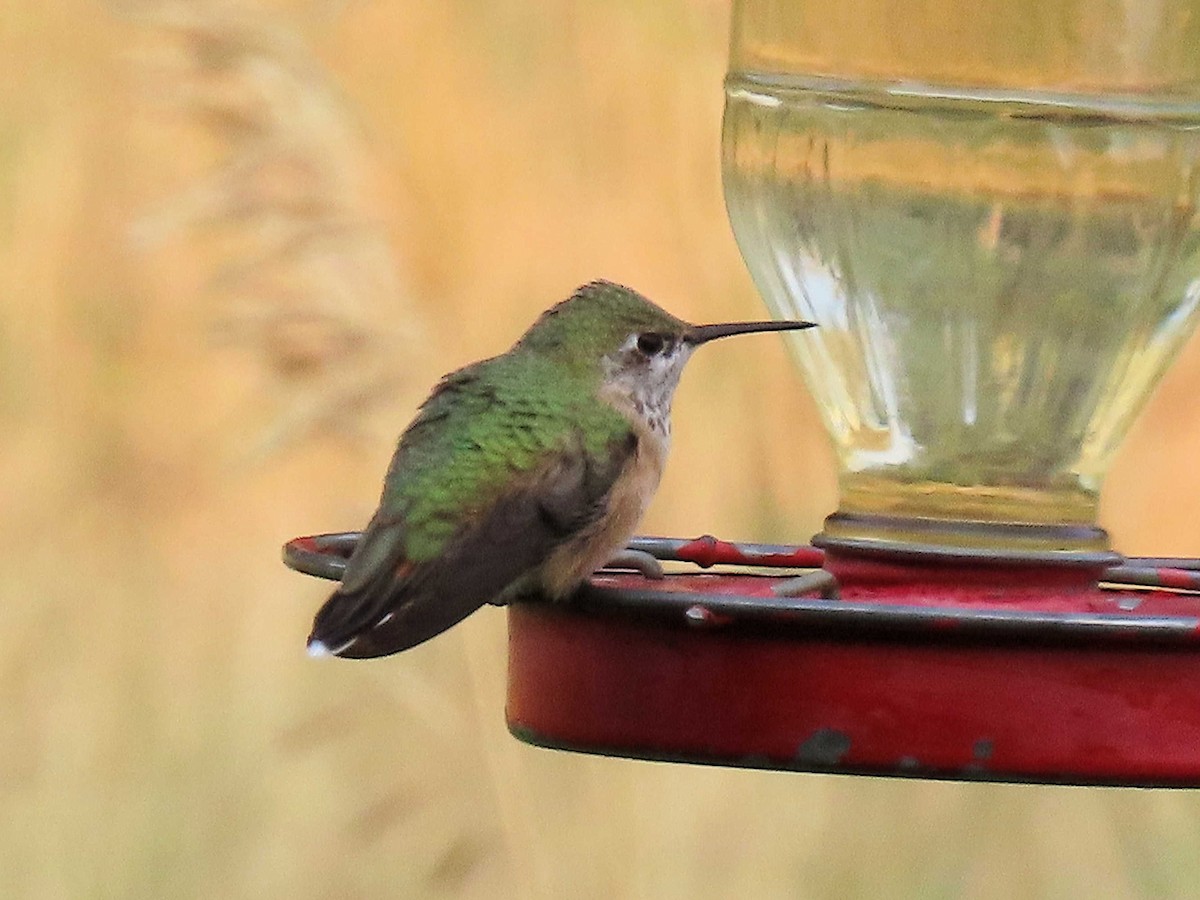 Calliope Hummingbird - ML641417665