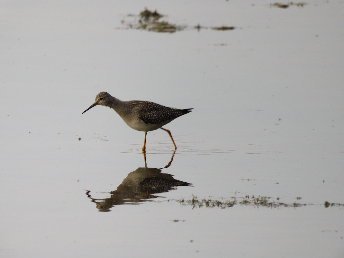 Lesser Yellowlegs - ML641417668