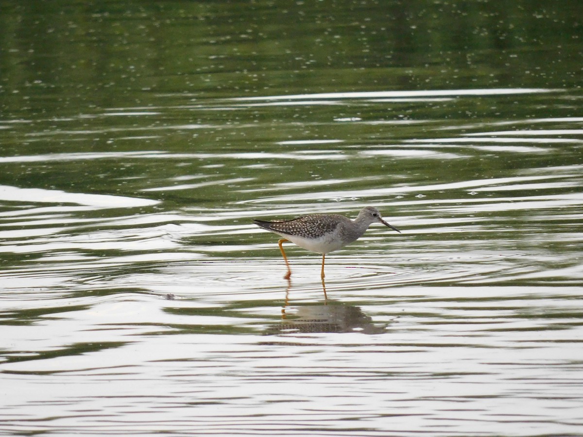 Lesser Yellowlegs - ML641417669