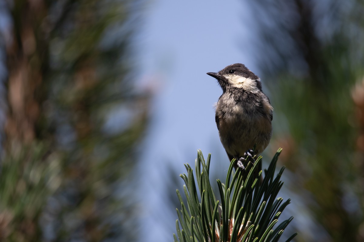 Coal Tit - ML641417671