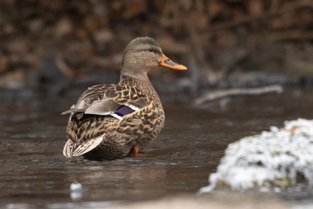 Mallard - ML641417682