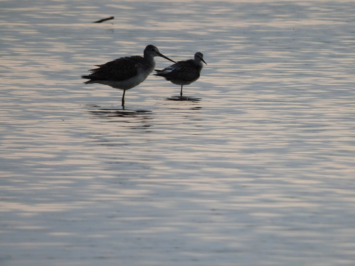 Lesser Yellowlegs - ML641417690