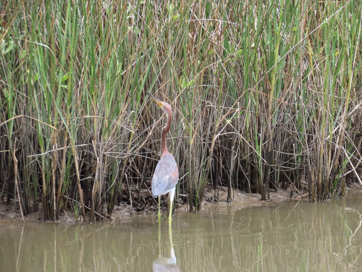 Tricolored Heron - ML641417700