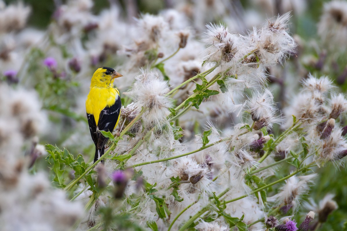 American Goldfinch - ML641417701