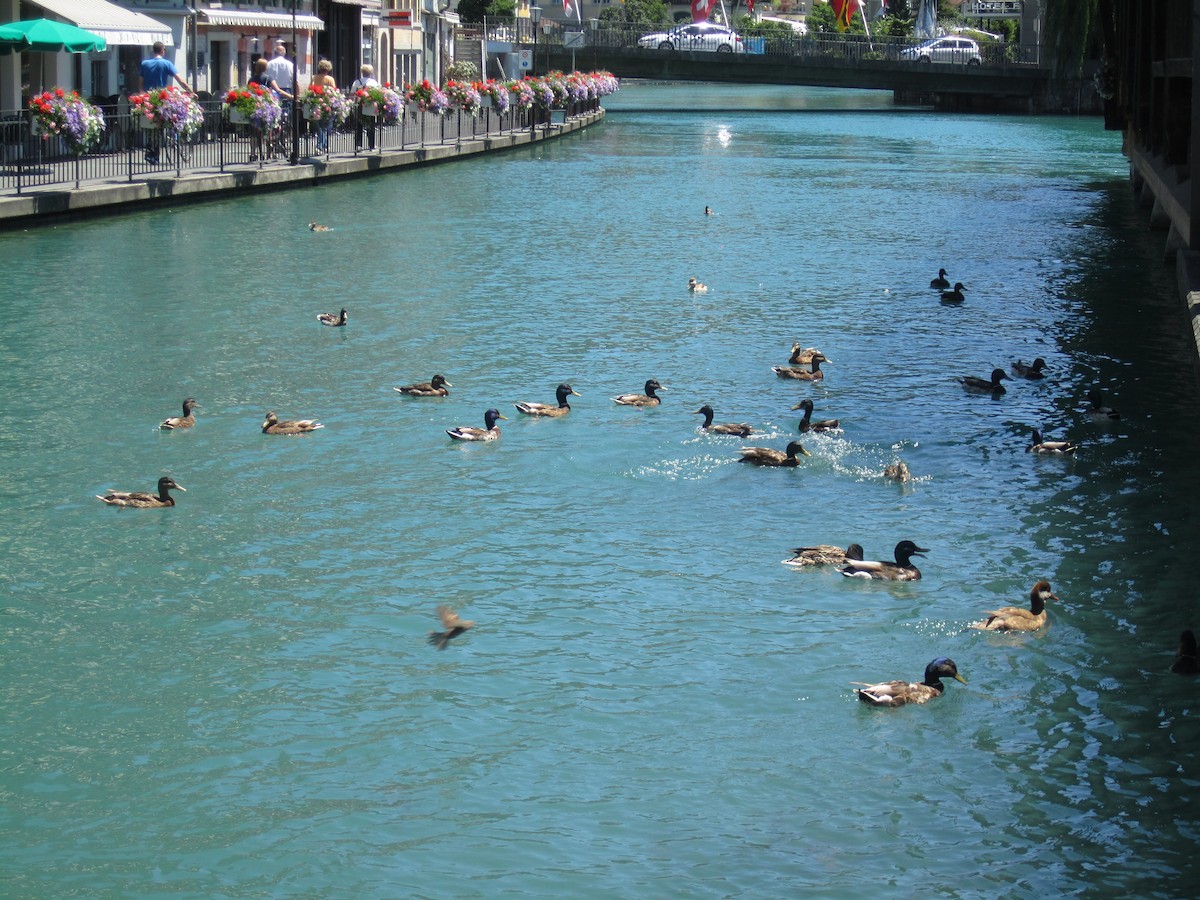 Mallard - ML641417703