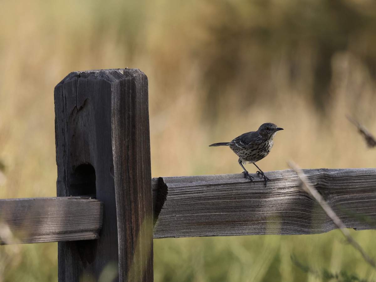Sage Thrasher - ML641417704