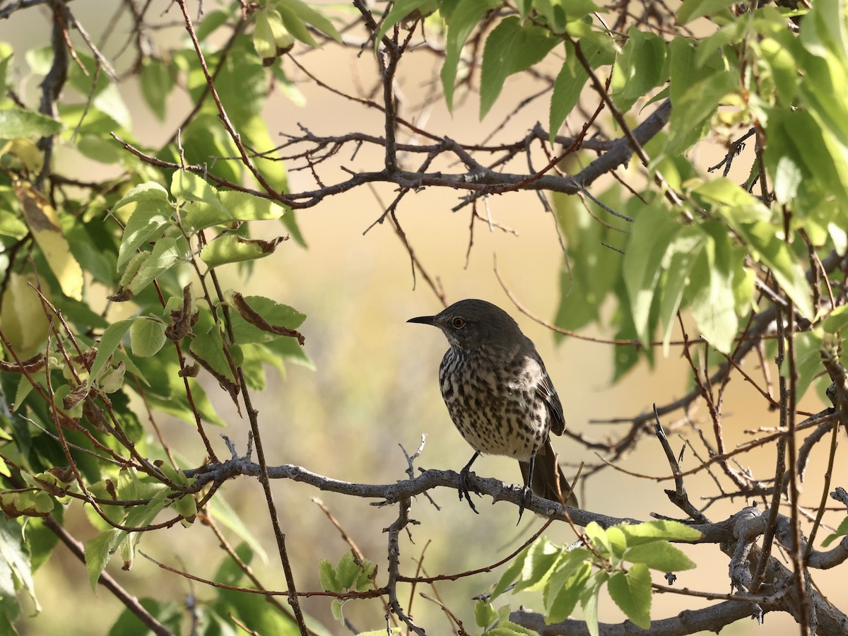 Sage Thrasher - ML641417705