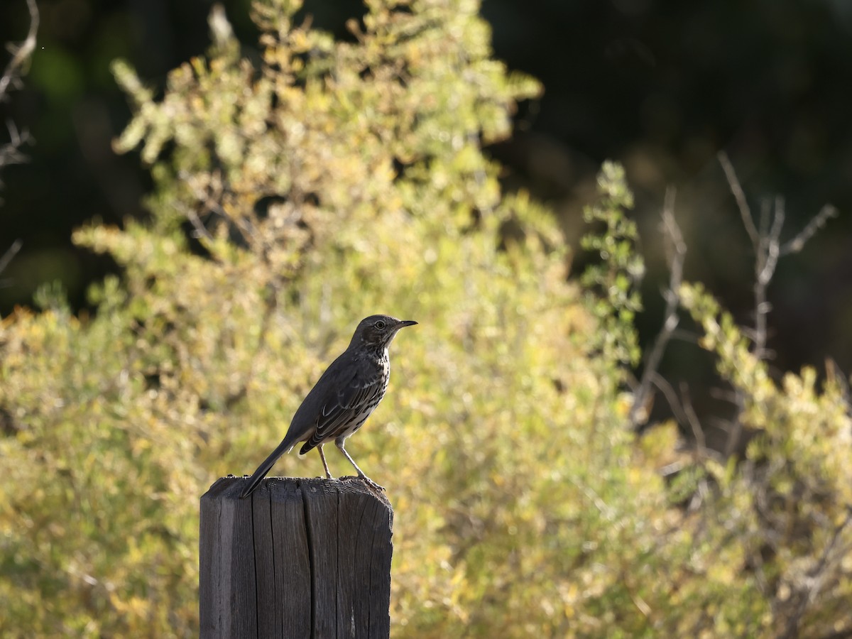 Sage Thrasher - ML641417706
