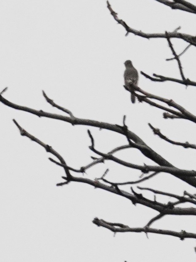 Townsend's Solitaire - ML641417707