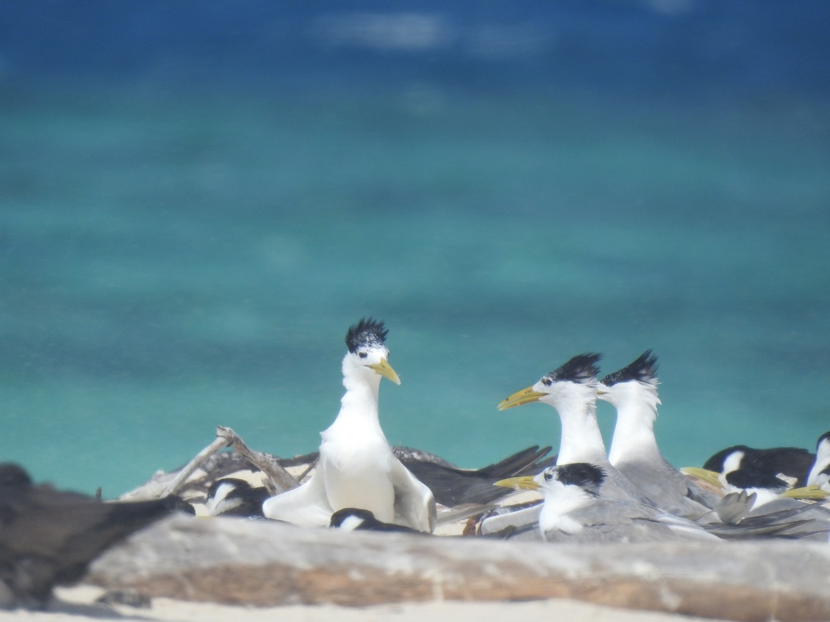 Great Crested Tern - ML641417708