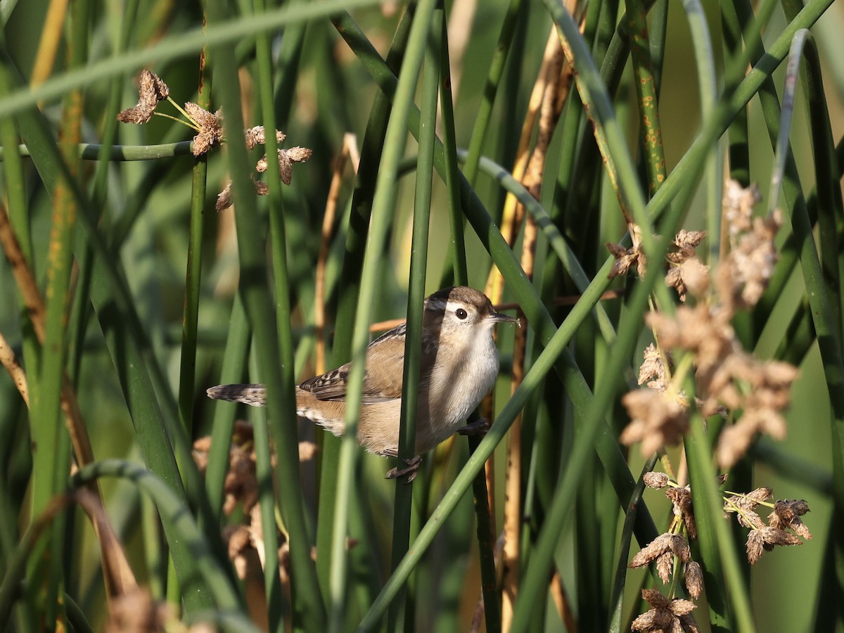 Marsh Wren - ML641417711