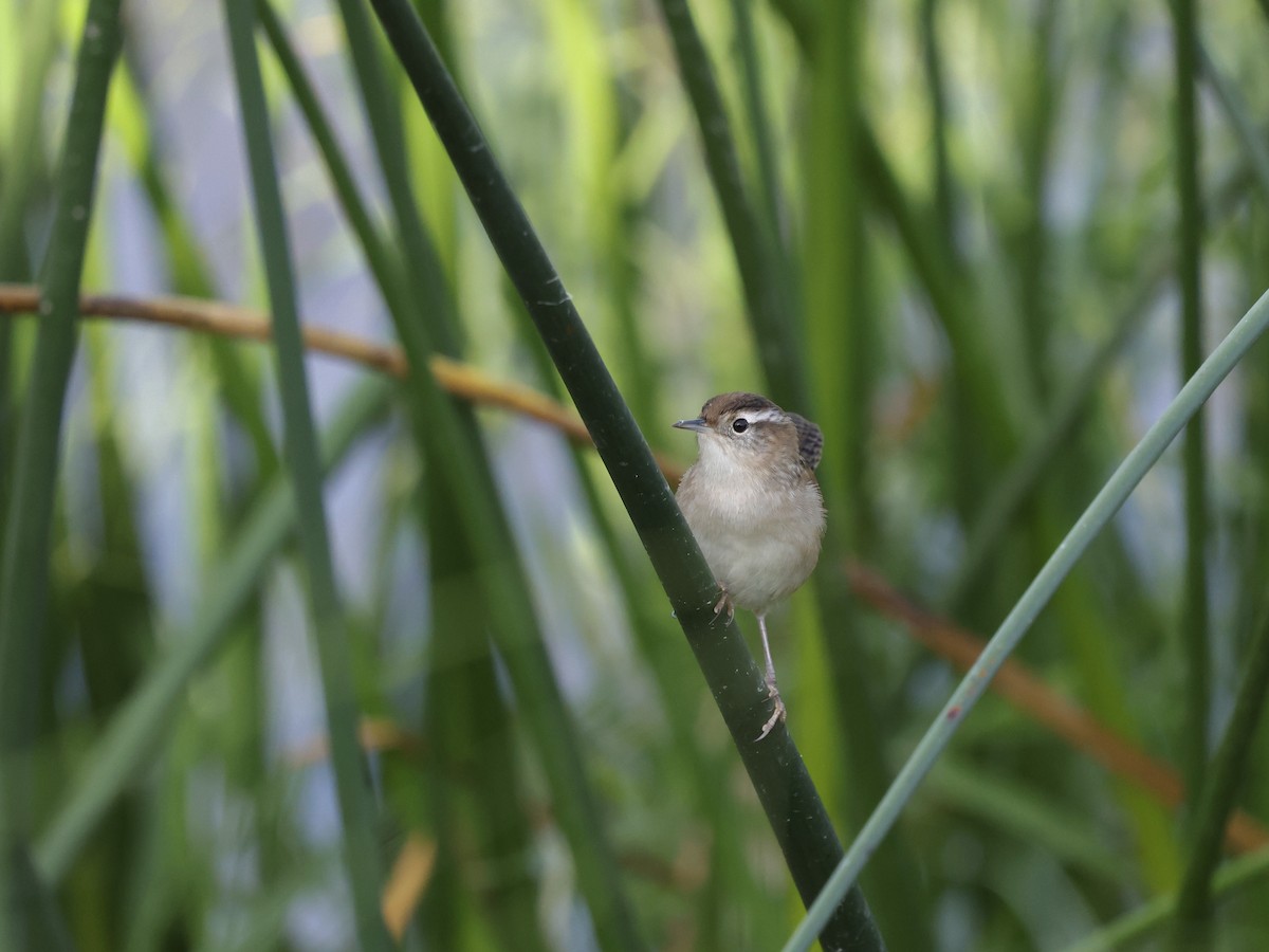 Marsh Wren - ML641417712