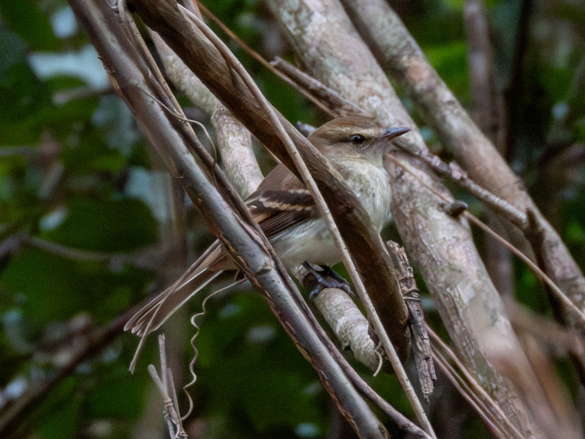 Fuscous Flycatcher - ML641417713