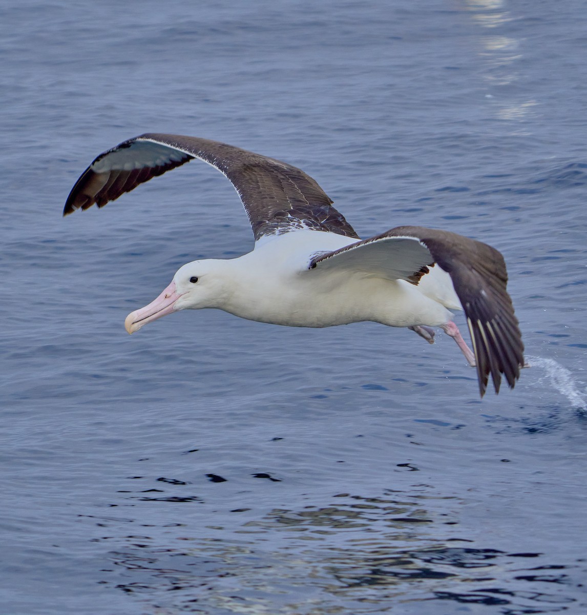 Southern Royal Albatross - ML641417716