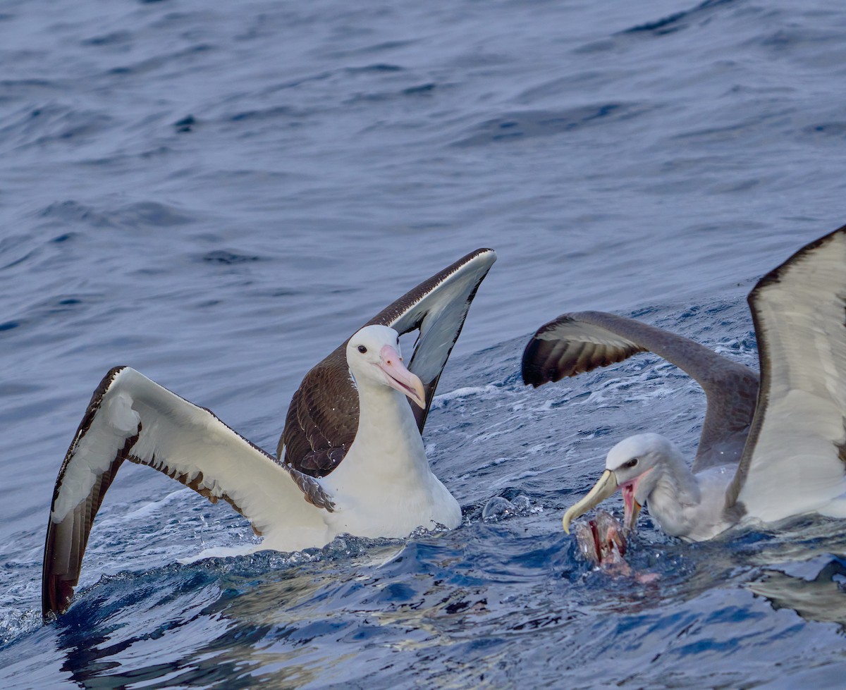 Southern Royal Albatross - ML641417717
