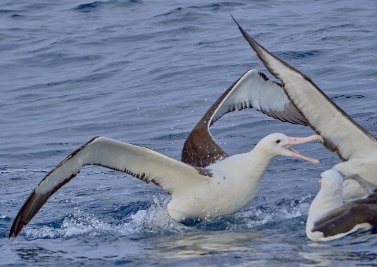 Southern Royal Albatross - ML641417718
