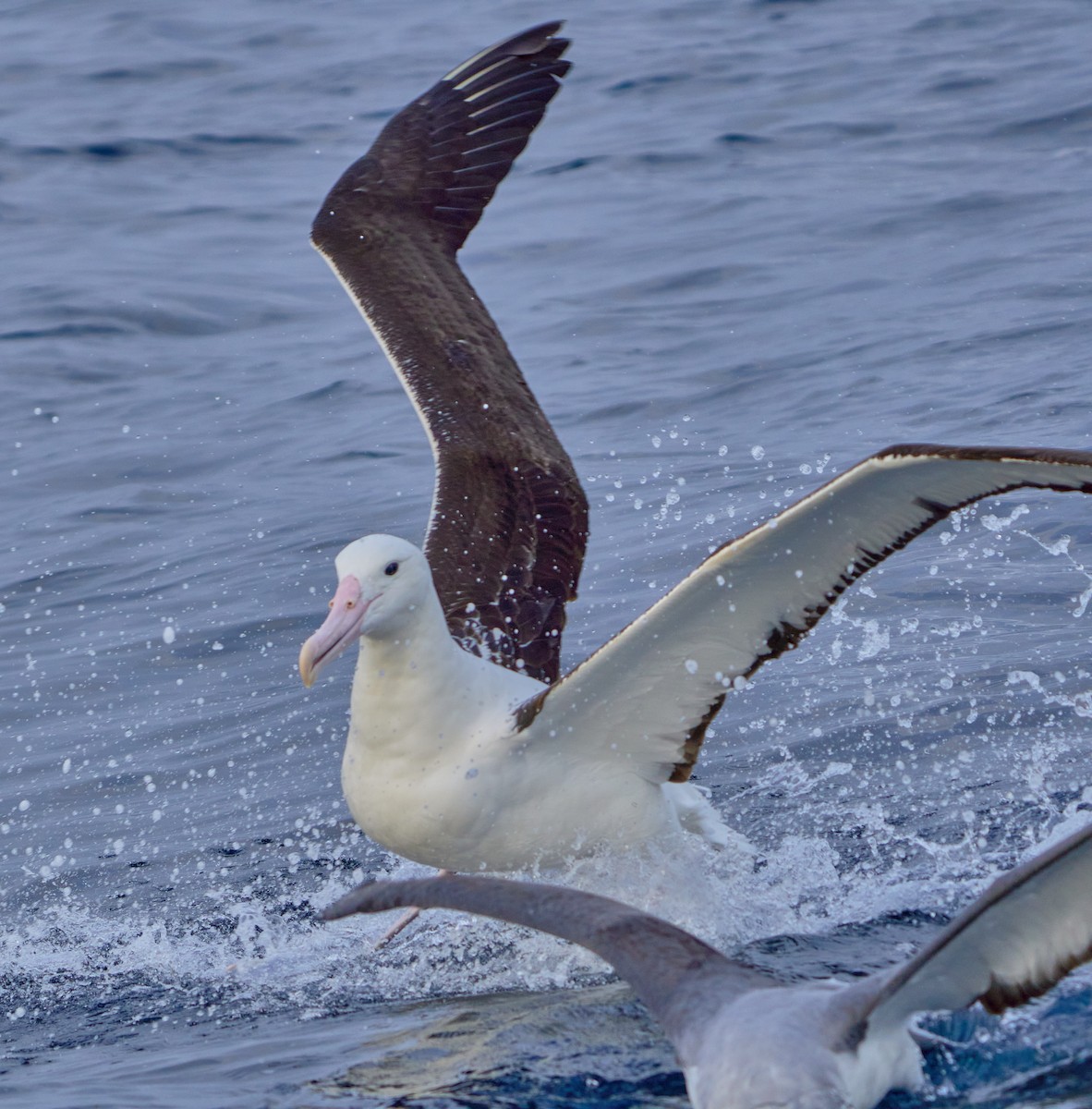 Southern Royal Albatross - ML641417719