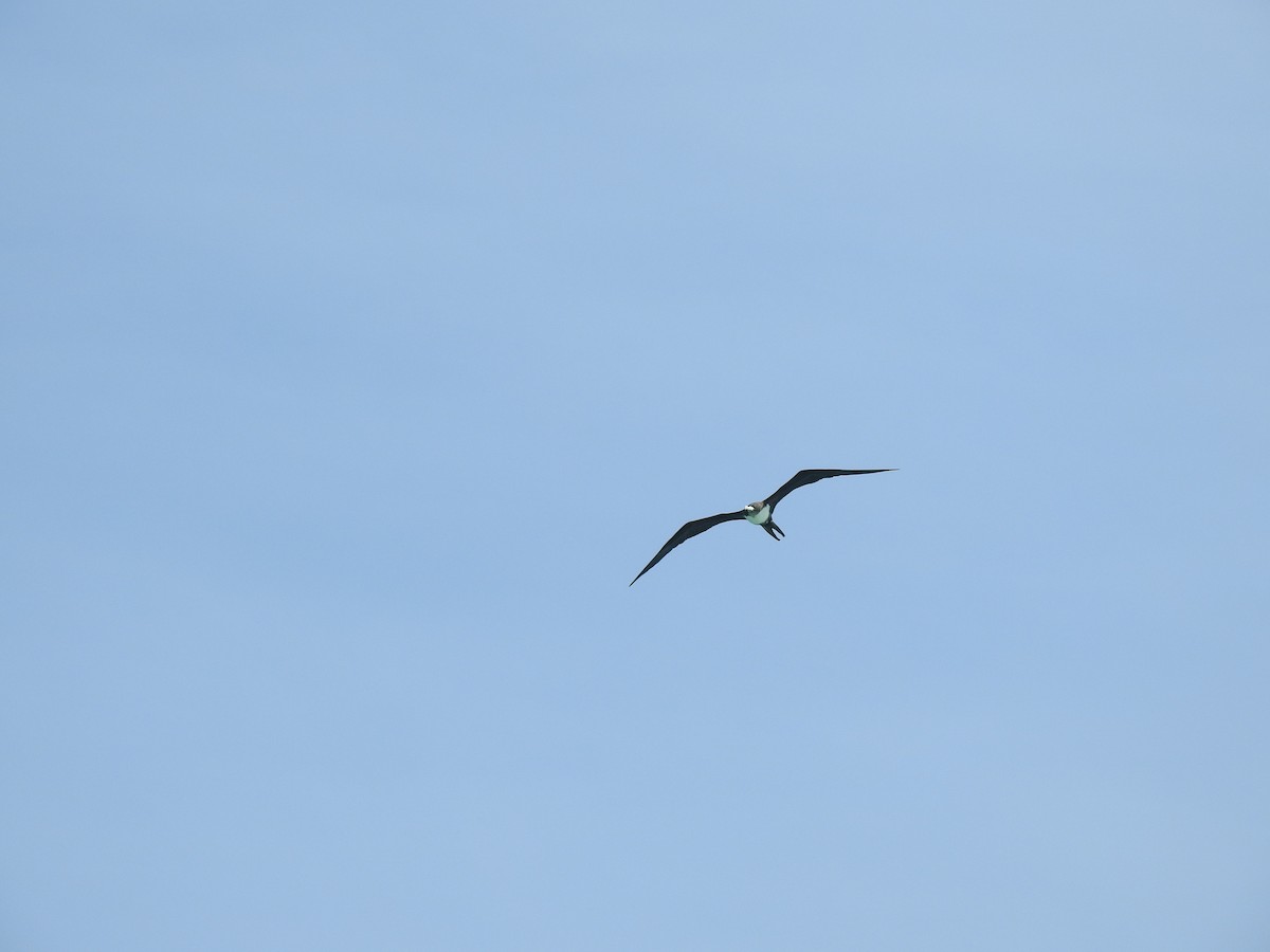 Great Frigatebird - ML641417722