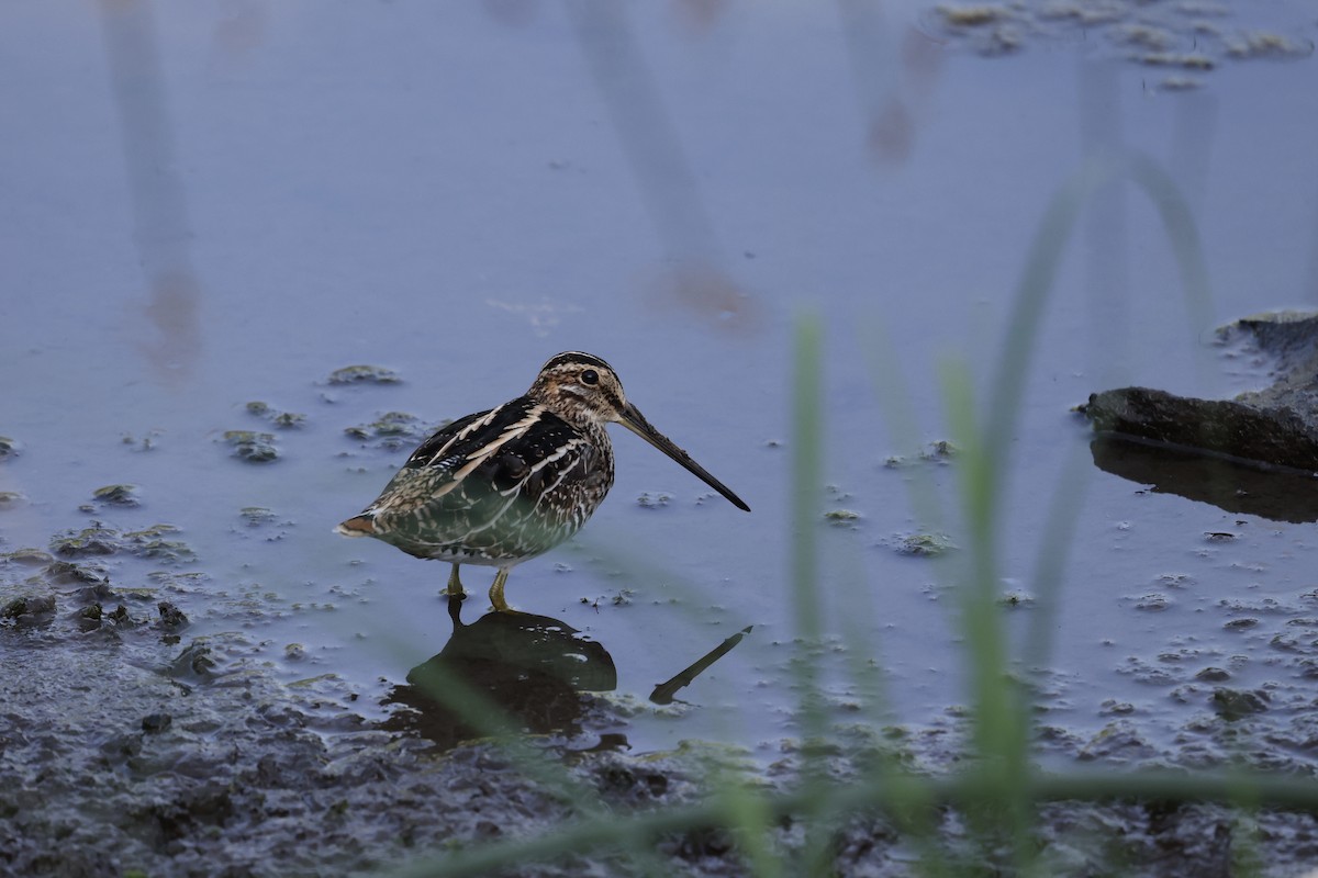 Wilson's Snipe - ML641417723