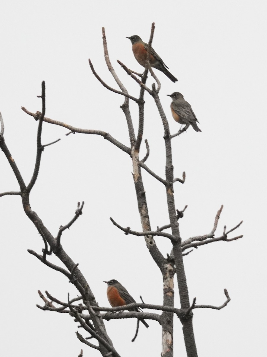 American Robin - ML641417726