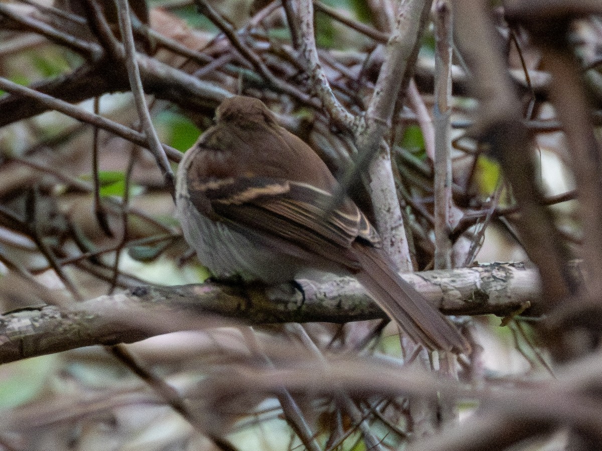 Fuscous Flycatcher - ML641417727