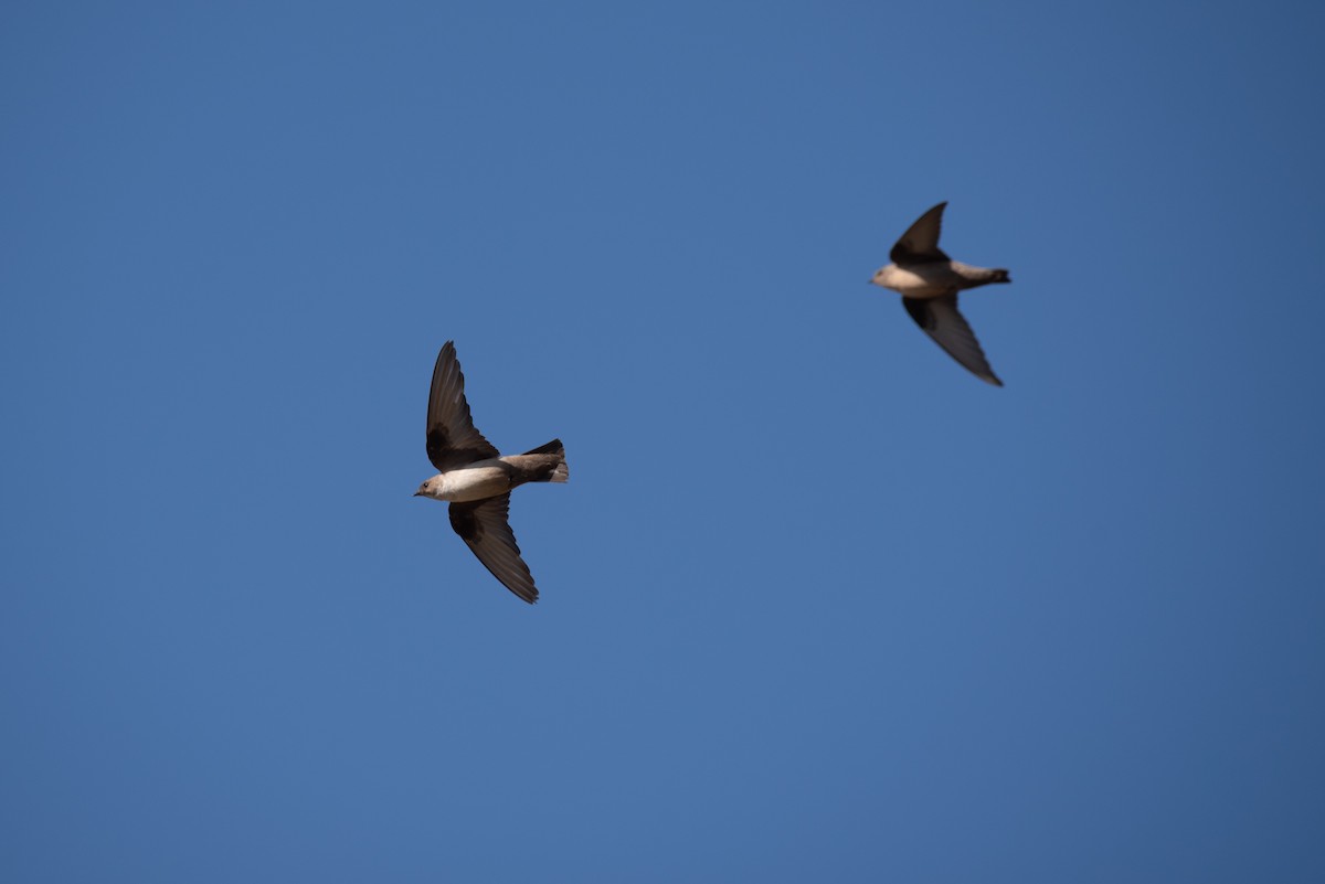 Eurasian Crag-Martin - ML641417728