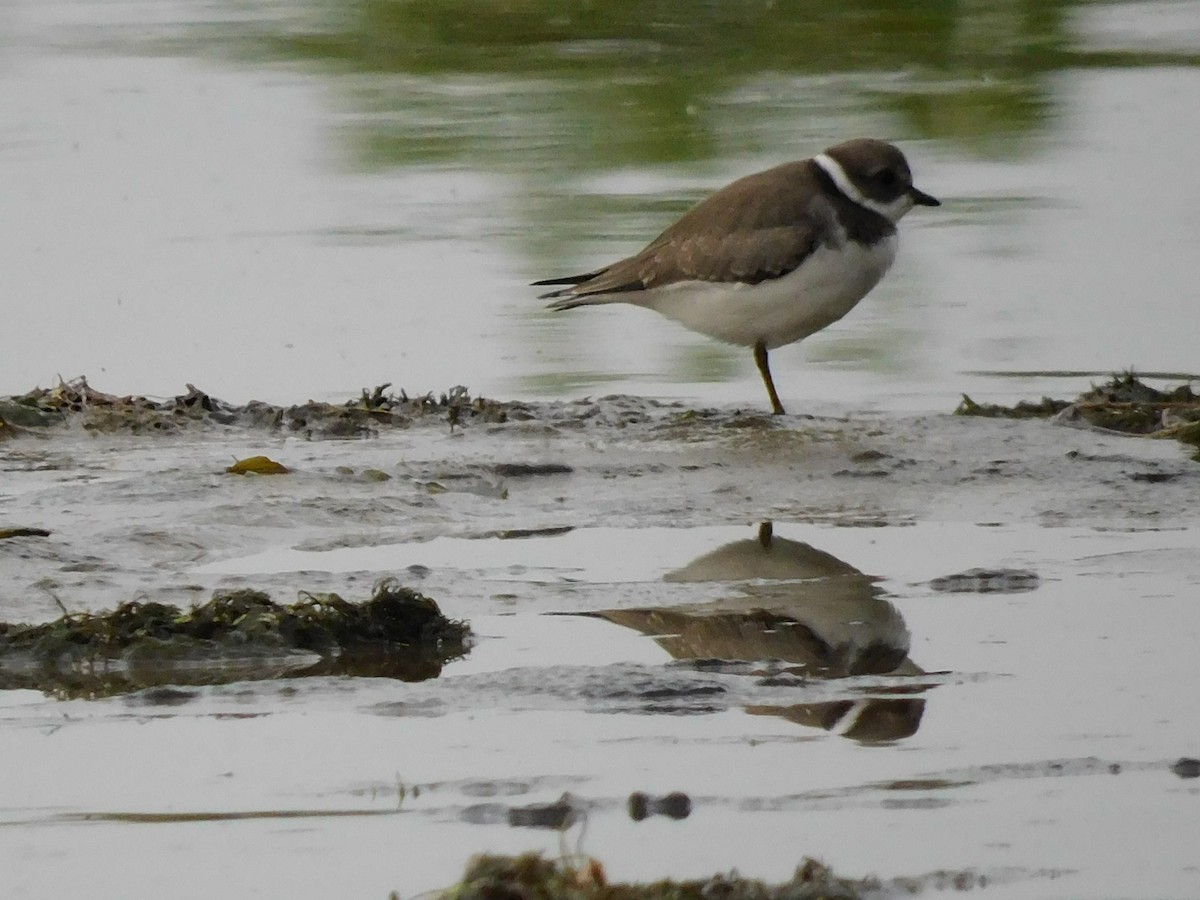 Semipalmated Plover - ML641417731