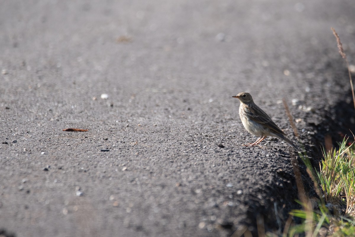 Water Pipit - ML641417737