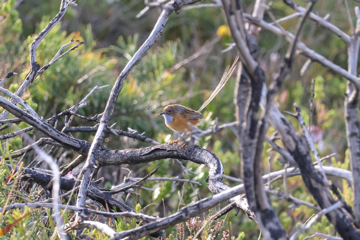 Southern Emuwren - ML641417738
