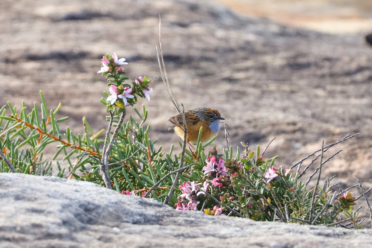 Southern Emuwren - ML641417739