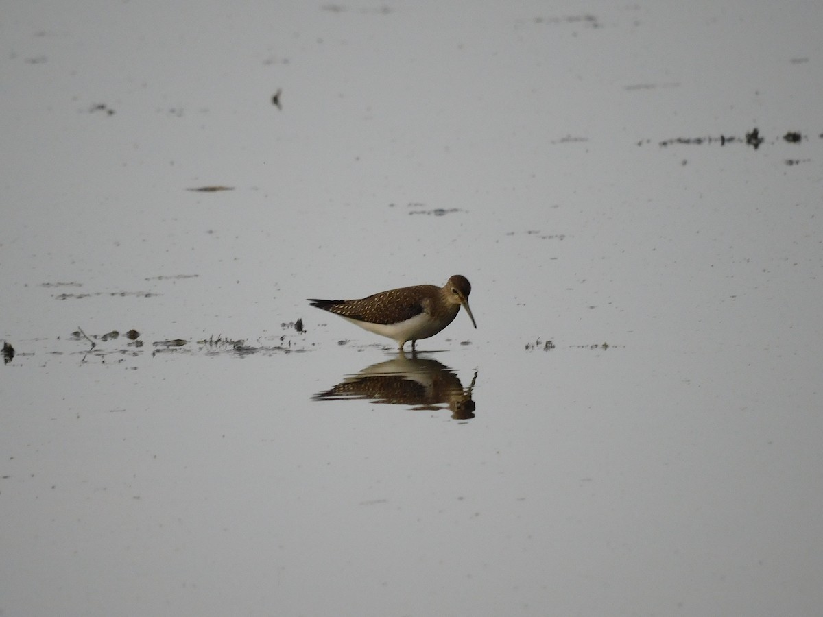 Solitary Sandpiper - ML641417740