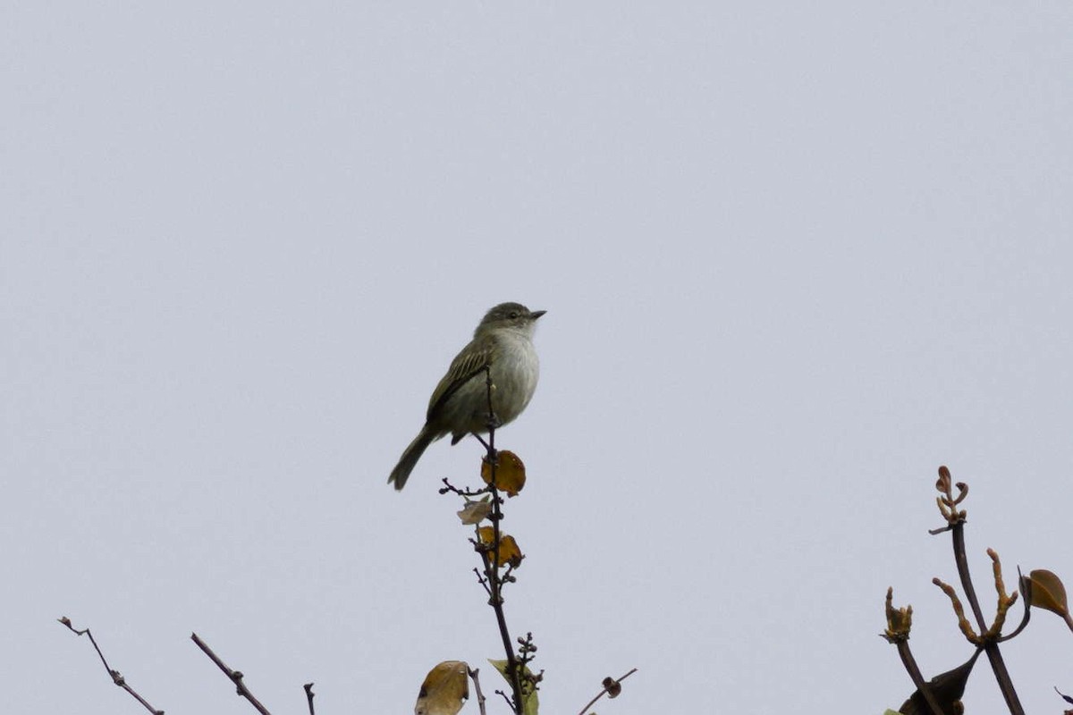 Mistletoe Tyrannulet - ML641417743
