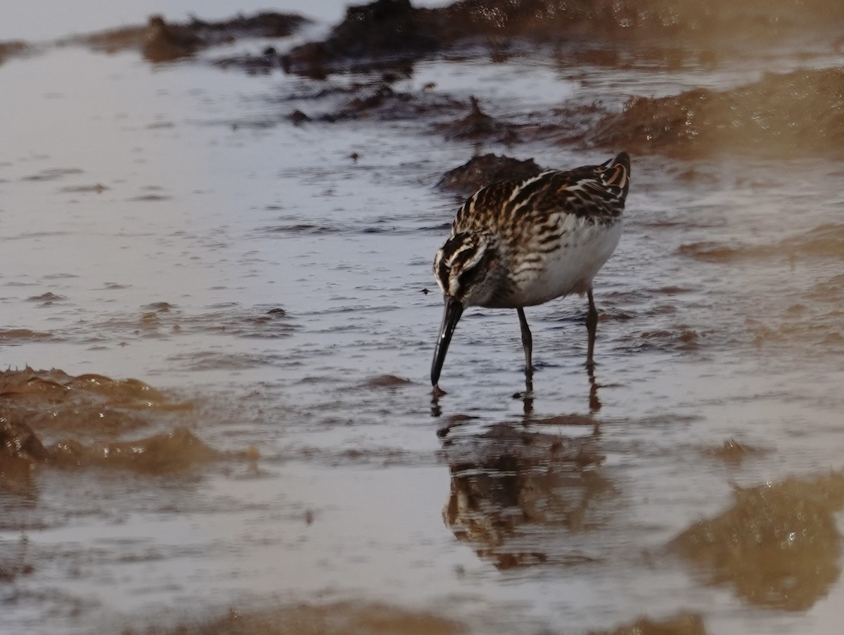 寬嘴鷸 - ML641417744