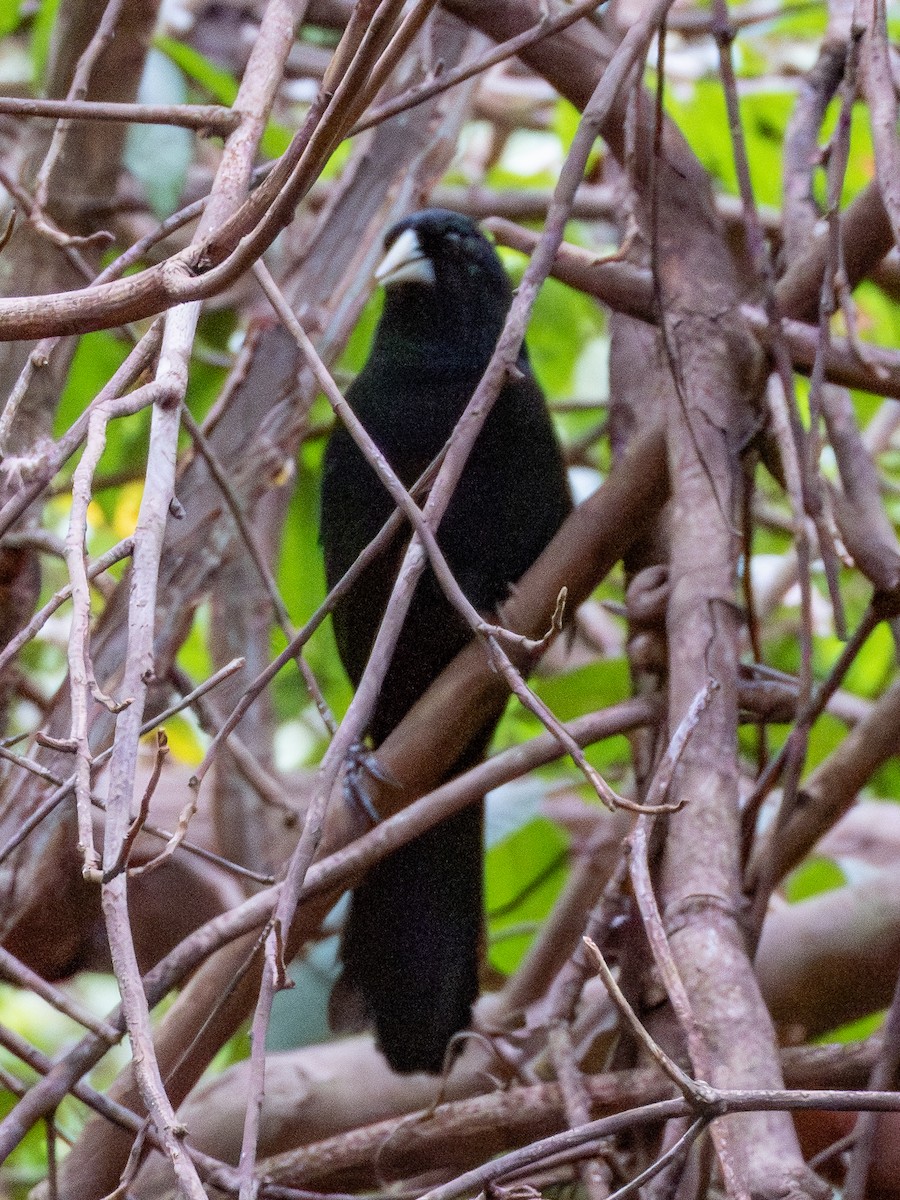 Solitary Black Cacique - ML641417746
