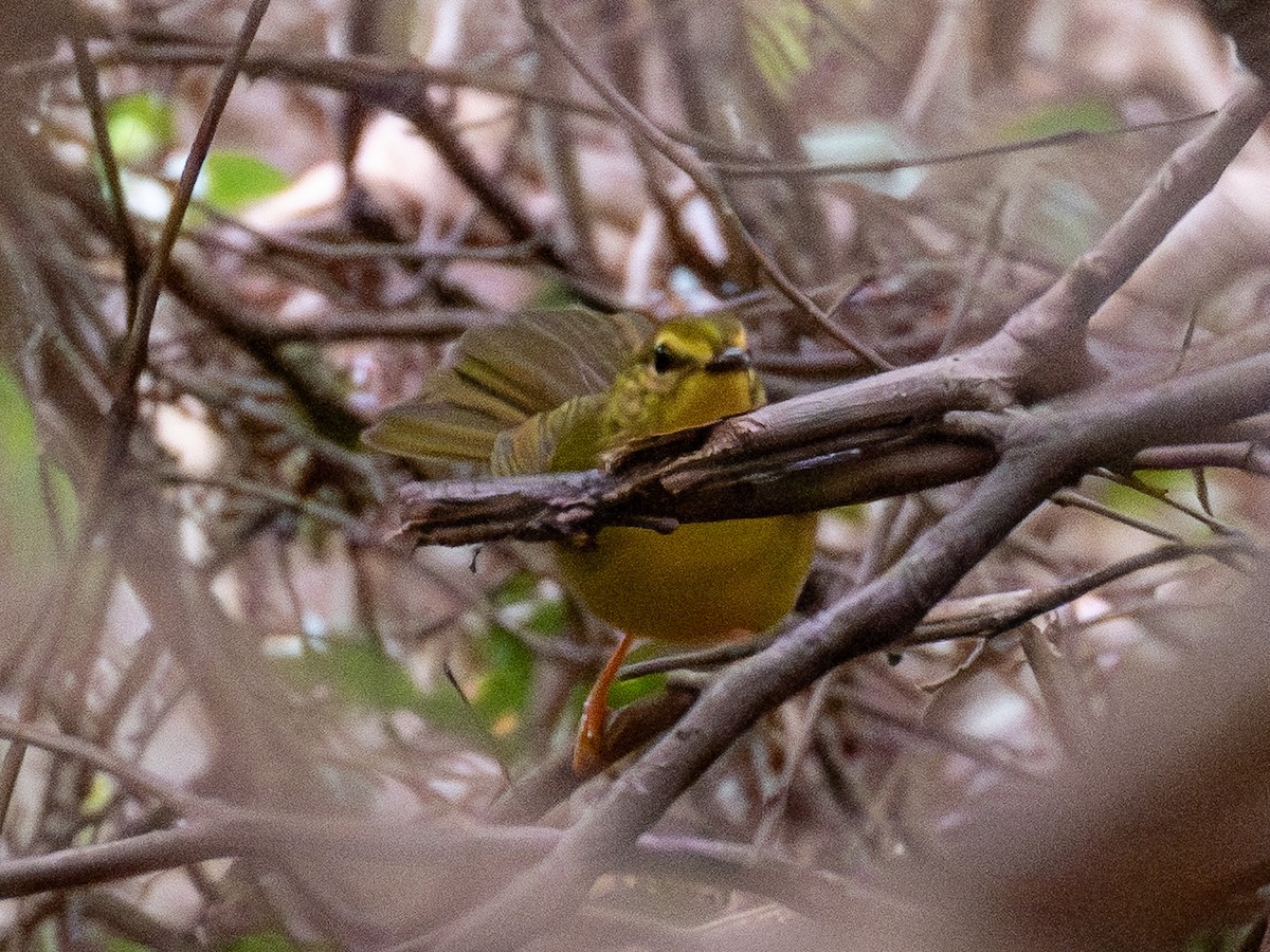 Flavescent Warbler - ML641417766