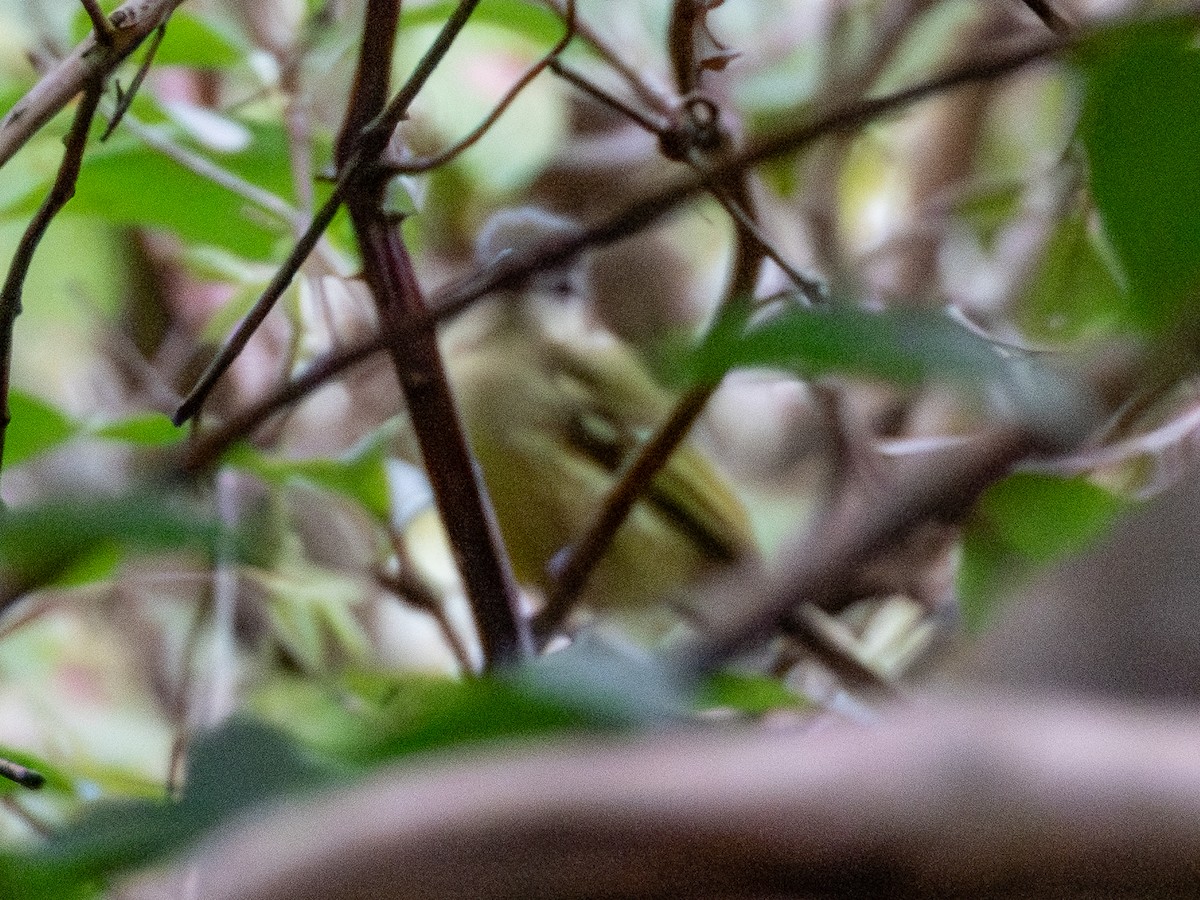 Yellow-olive Flatbill - ML641417793
