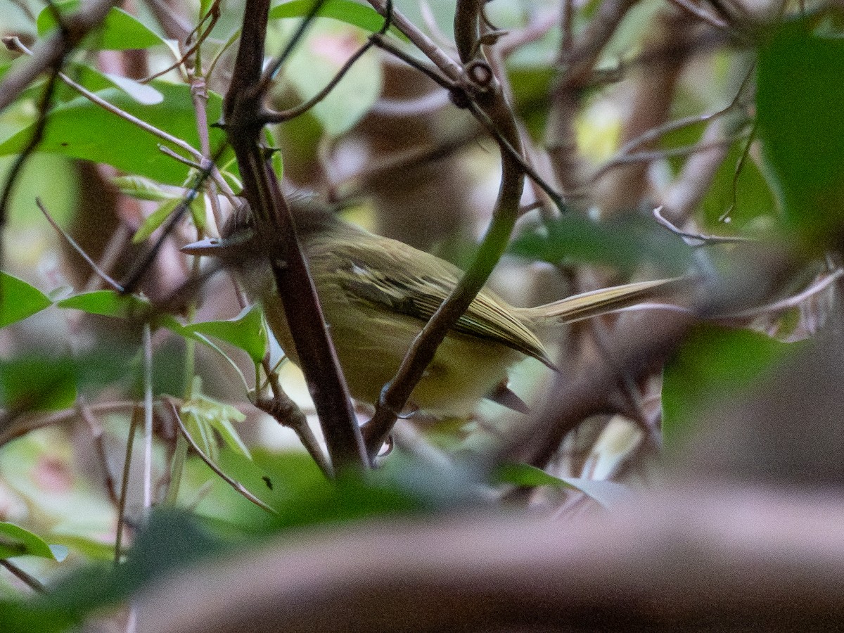 Yellow-olive Flatbill - ML641417801