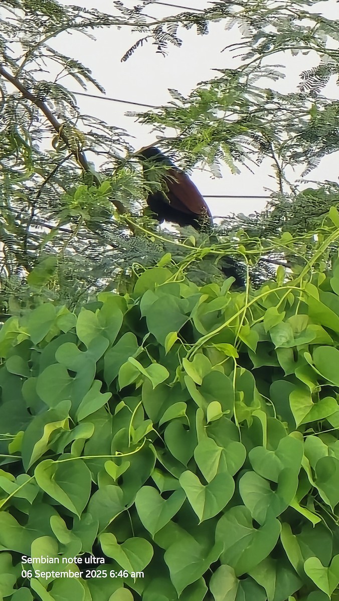 Grand Coucal - ML641417820