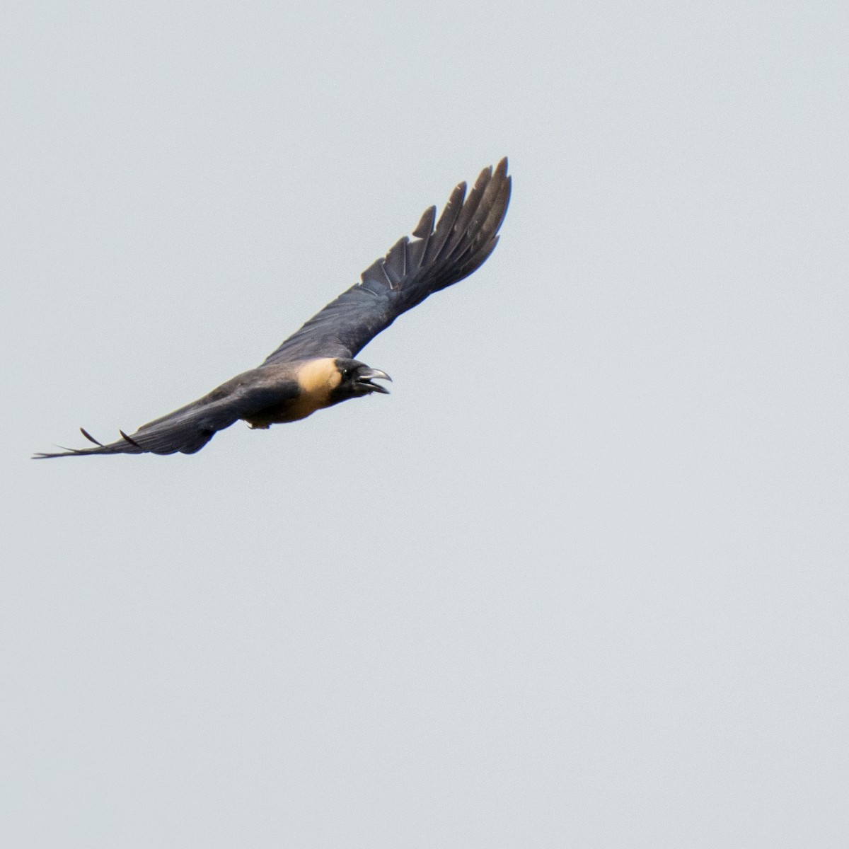 Corbeau familier - ML641417831