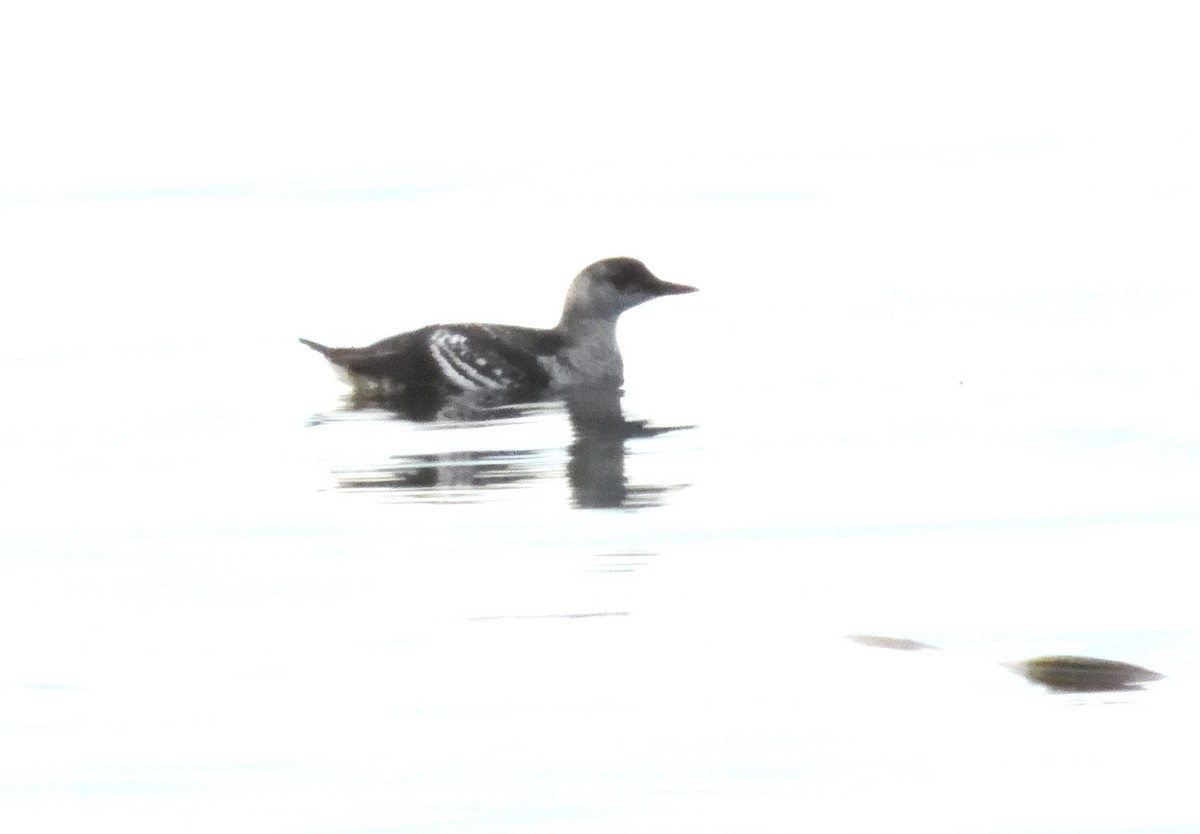 Guillemot à miroir - ML641417849