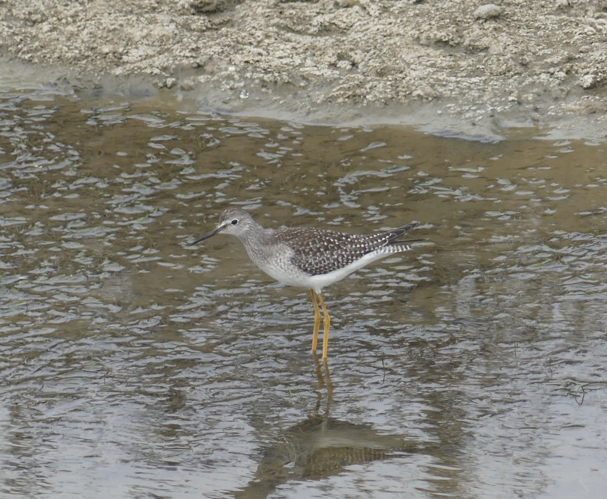Lesser Yellowlegs - ML641417861