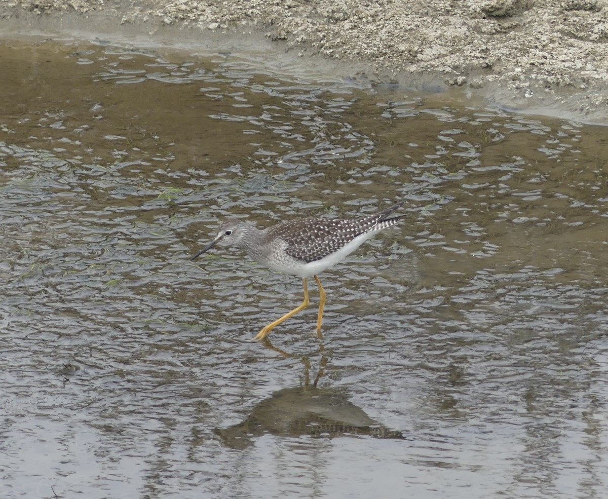 Lesser Yellowlegs - ML641417862