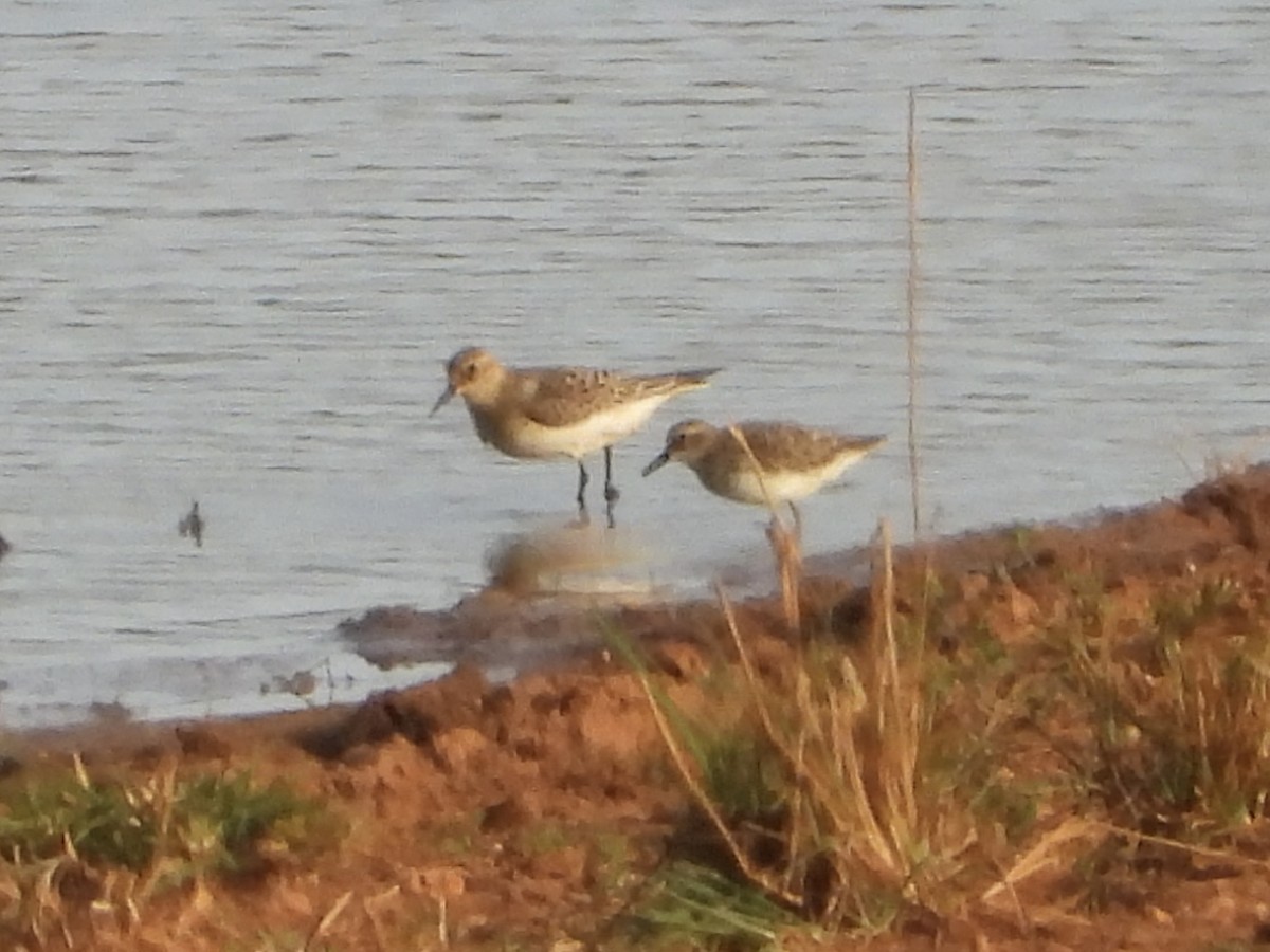 Bairdstrandläufer - ML641417875