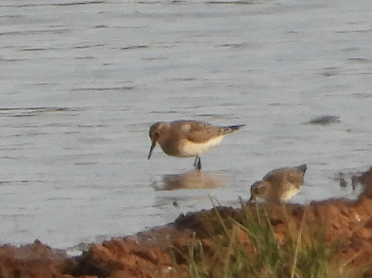 Bairdstrandläufer - ML641417876