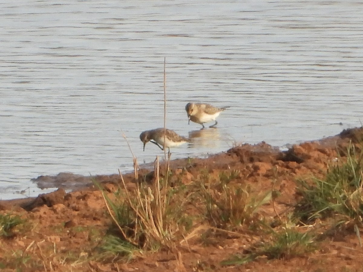 Bairdstrandläufer - ML641417877