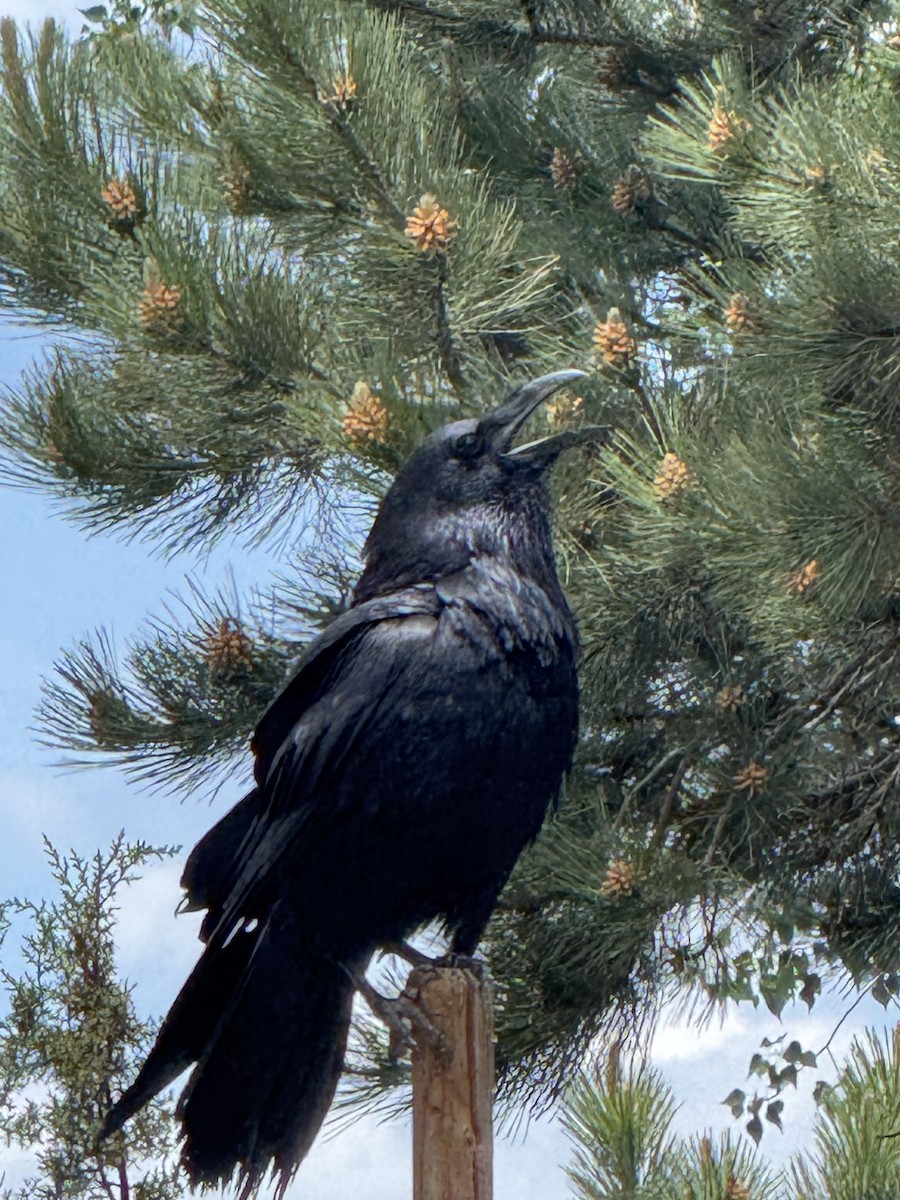 Common Raven - ML641417881