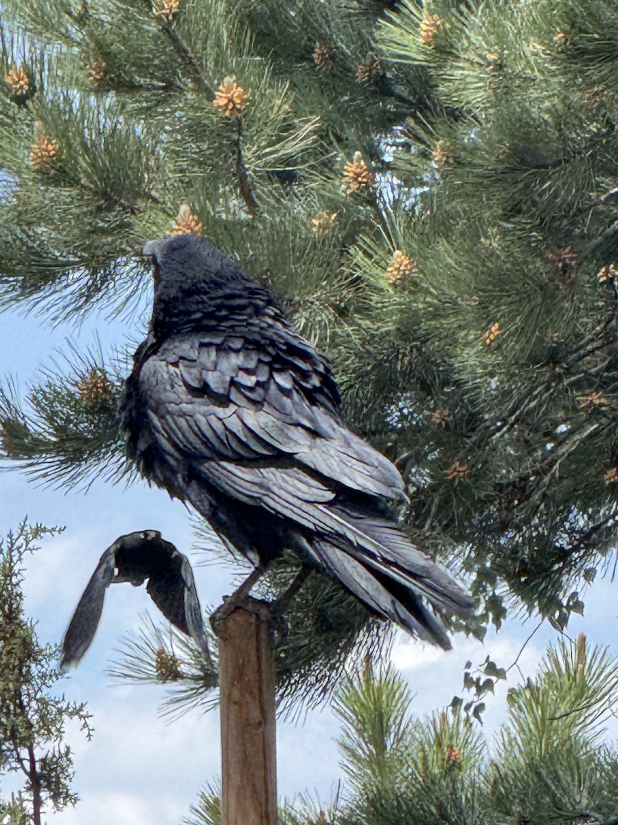 Common Raven - ML641417882