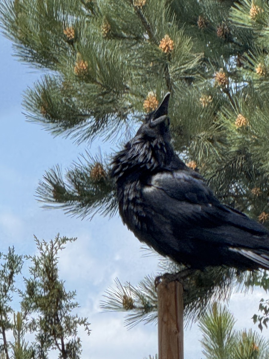 Common Raven - ML641417883