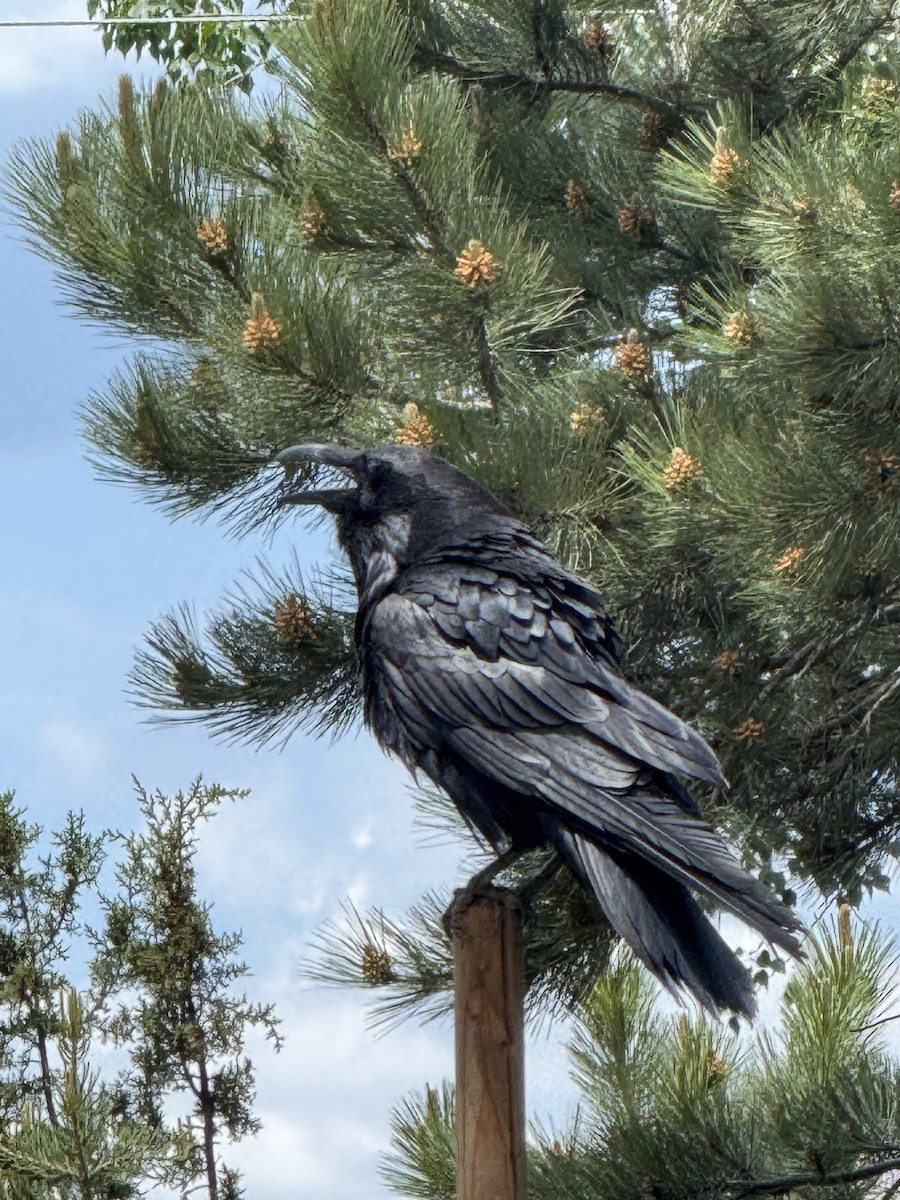 Common Raven - ML641417884