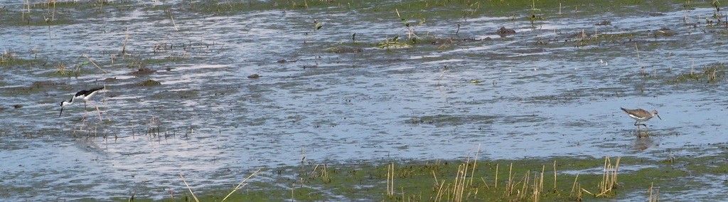 Lesser Yellowlegs - ML641417940
